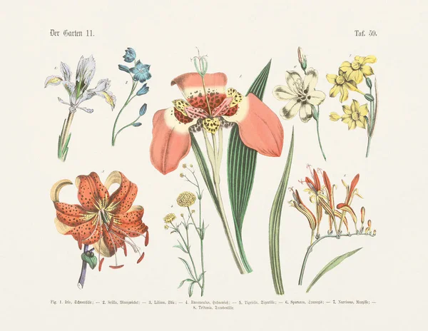 Botanik Çiçek Çizimi Alman Kitabının Antik Botanik Illüstrasyonu Bitkilerin Kelime — Stok fotoğraf