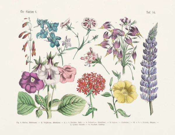 植物学花卉图解 德国书籍的古董植物学图解 文字和图片中植物实用科学图解 学校和家庭用 出版日期1880年 — 图库照片