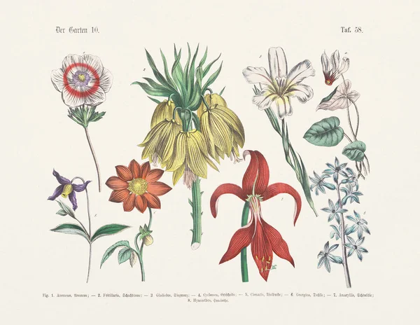 植物の花のイラスト ドイツ語の本のアンティーク植物のイラスト 単語や写真で植物の実用的な科学の教科書 学校や家庭用 出版日1880 — ストック写真