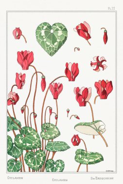 Siklamen. Fotoğraf: La Plante et ses Applications Ornementales-1896 Maurice Pillard Verneuil.