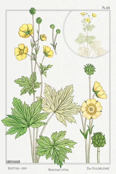 stock image Buton d'Or (buttercup). Illustration from La Plante et ses Applications Ornementales-1896- by Maurice Pillard Verneuil.