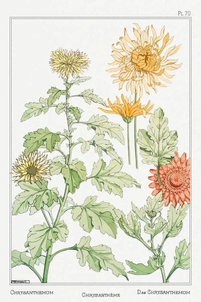 Crisantemo Crisantemo Illustrazione Plante Ses Applications Ornementales 1896 Maurice Pillard — Foto Stock
