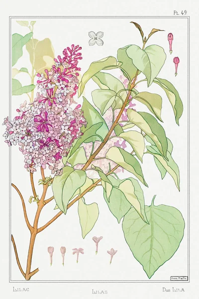 Lilas Lilac Illustration Plante Ses Applications Ornementales 1896 Maurice Pillard — 스톡 사진