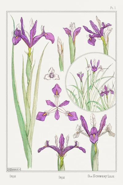 Iris Illustrazione Plante Ses Applications Ornementales 1896 Maurice Pillard Verneuil — Foto Stock