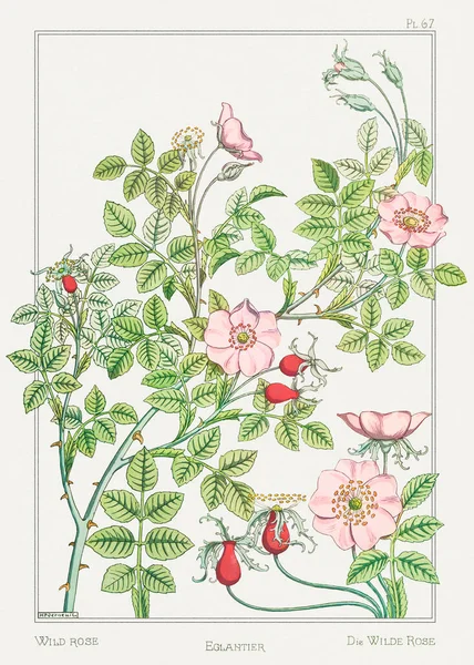 Eglantier Rosa Selvatica Illustrazione Plante Ses Applications Ornementales 1896 Maurice — Foto Stock