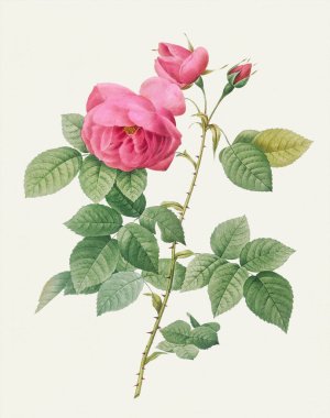 Güzel Gül Çiçeği çizimi. Burbon Gülü