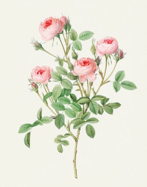Güzel Gül Çiçeği çizimi. Burgundian Gülü