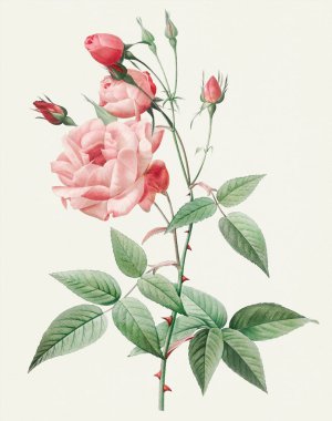 Güzel Rose çizimi. Hindistan Gülü