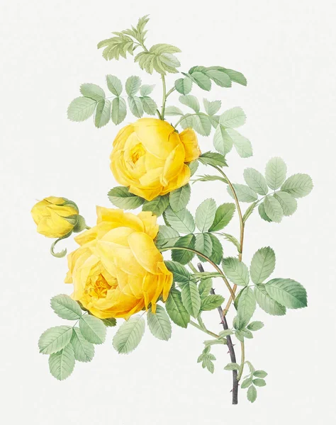 Rose illustration. Botanical rose flower art. Yellow Rose