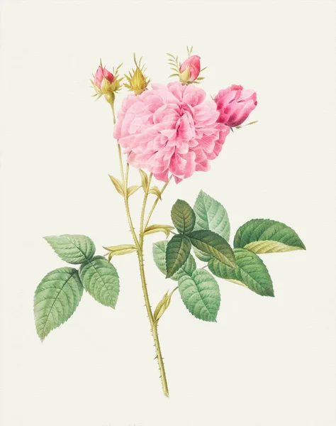 Linda Ilustração Rose Flower Agatha Rosa — Fotografia de Stock