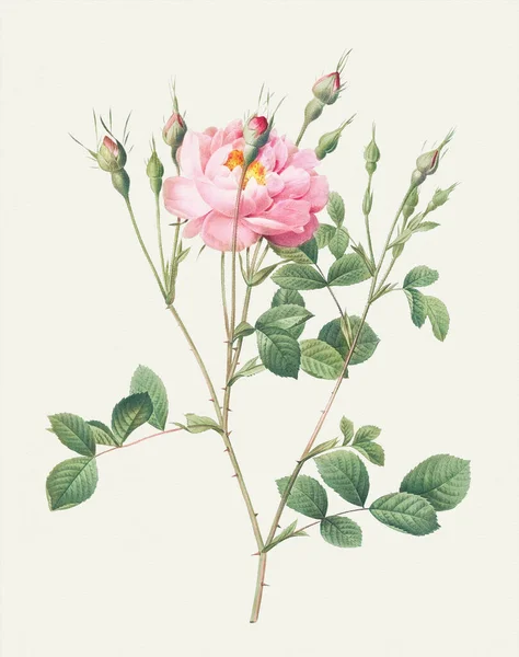 美しいバラの花のイラスト イソギンチャクの花 Sweetbriar — ストック写真