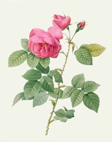 Иллюстрация Цветок Розы Бурбон Роуз — стоковое фото