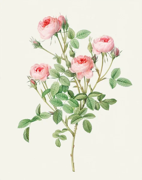 stock image Beautiful Rose Flower illustration. Burgundian Rose