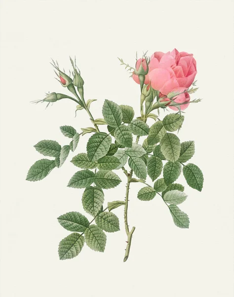 Иллюстрация Цветок Розы Роза Четырех Морей — стоковое фото