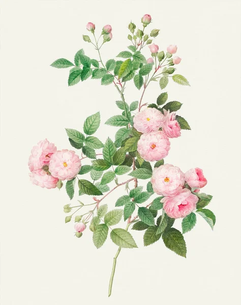 Linda Ilustração Rose Flower Rosa Carne — Fotografia de Stock