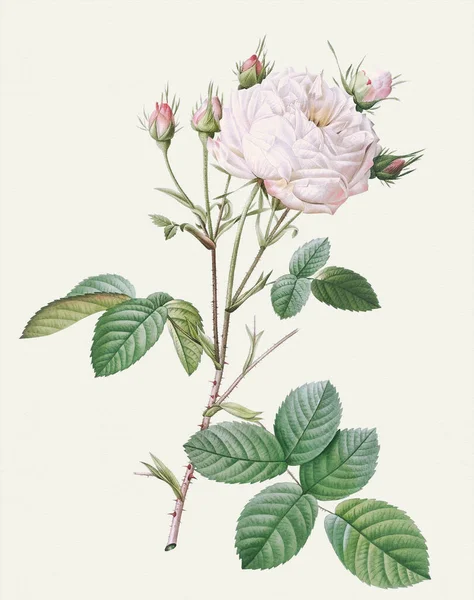 Piękna Ilustracja Kwiat Róży Kapusta Róża — Zdjęcie stockowe