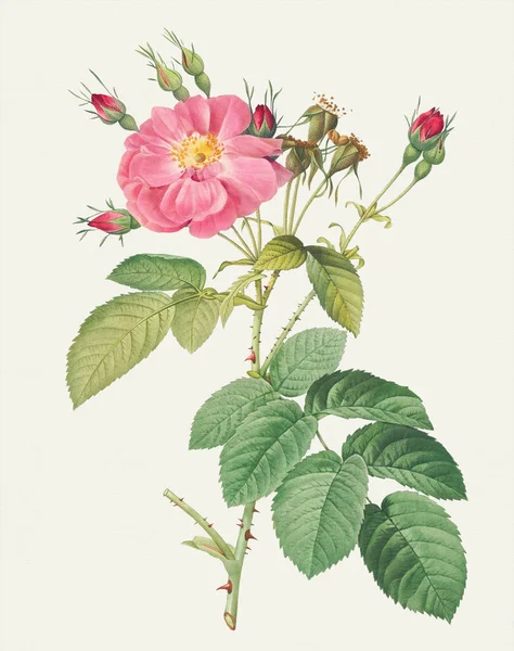 Piękna Ilustracja Kwiat Róży Szorstki Downy Rose Cotton Rose — Zdjęcie stockowe