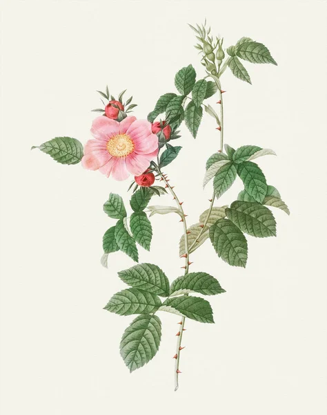 Piękna Ilustracja Kwiat Róży Kwiat Róża Pies — Zdjęcie stockowe