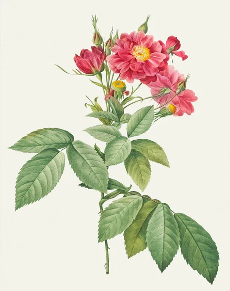 Linda Ilustração Rose Flower Rosa Divagante — Fotografia de Stock