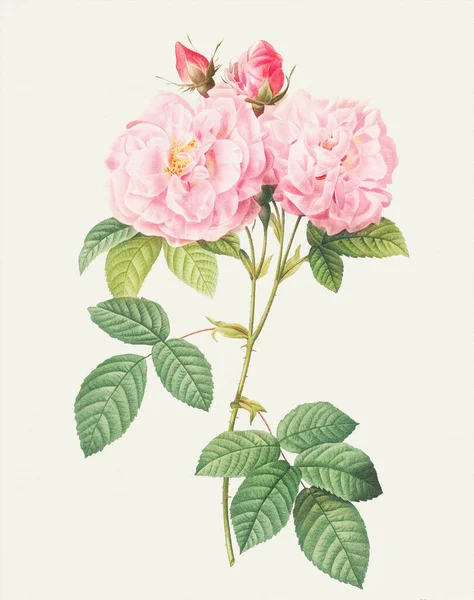 Piękna Ilustracja Kwiat Róży Włoski Damask Rose — Zdjęcie stockowe