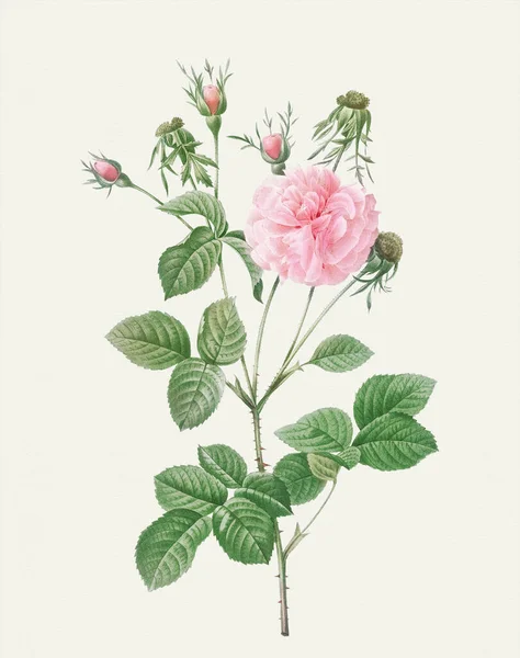 Linda Ilustração Rose Flower Rosa Agatha Rose — Fotografia de Stock