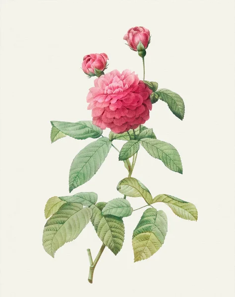 Иллюстрация Цветок Розы Фиолетовая Роза — стоковое фото