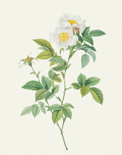 Piękna Ilustracja Kwiat Róży Biała Dzika Róża — Zdjęcie stockowe