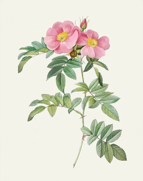 Piękna Ilustracja Kwiat Róży Świecąca Róża — Zdjęcie stockowe