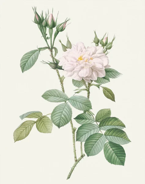 Όμορφη Rose Λουλούδι Εικονογράφηση Λευκό Φθινοπωρινό Δαμασκηνό — Φωτογραφία Αρχείου