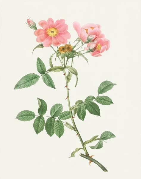 Piękna Ilustracja Kwiat Róży Róża Lady Monson — Zdjęcie stockowe