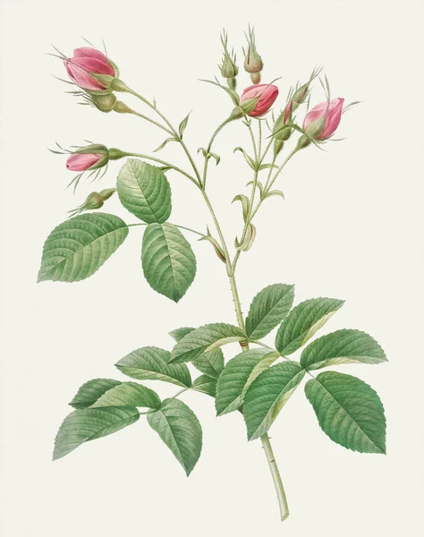 美しいバラの花のイラスト — ストック写真