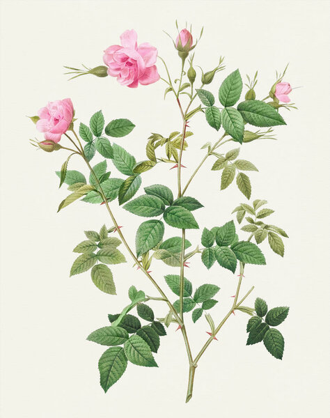 Beautiful Rose Flower illustration. Wild Rose