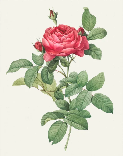 Rose illustration. Botanical rose flower art. Bridge Rose