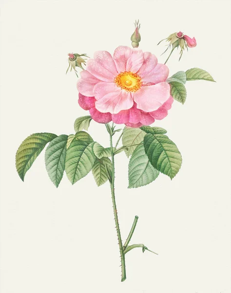 Ilustracja Róży Botaniczna Sztuka Kwiatów Róży Róża Marmurkowa Lub Marynowana — Zdjęcie stockowe
