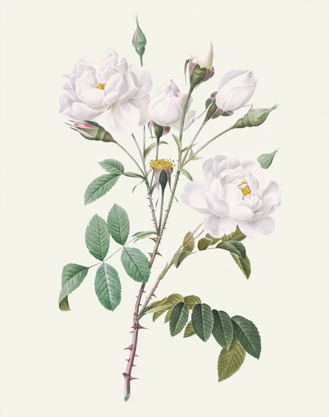 Ilustracja Róży Botaniczna Sztuka Kwiatów Róży Biała Róża — Zdjęcie stockowe