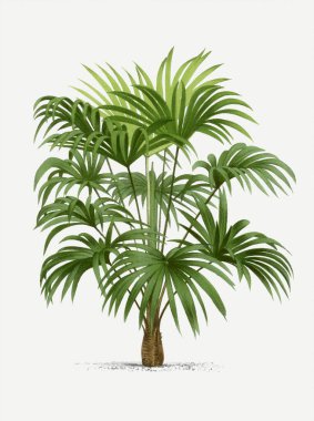 Botanik palmiye ağacı çizimi. Chamoerops. Tropik palmiye bitkisi