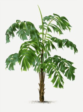 Botanik palmiye ağacı çizimi. Martinezia. Tropik palmiye bitkisi