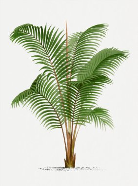 Botanik palmiye ağacı çizimi. Areca. Tropik palmiye bitkisi