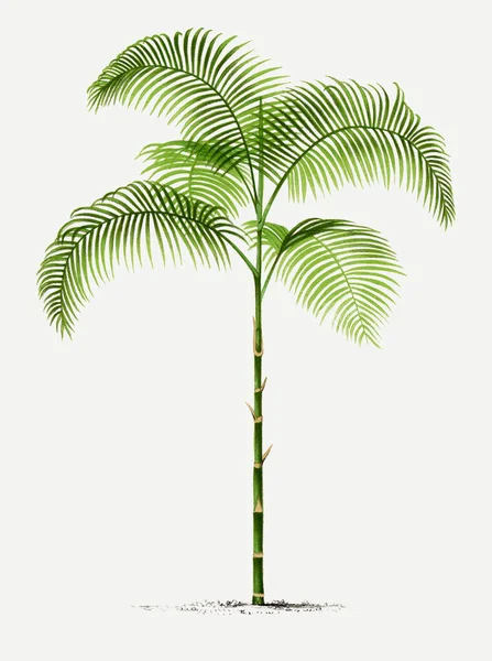 Βοτανική Απεικόνιση Φοίνικα Χαμαιδόρια Τροπικό Φυτό — Φωτογραφία Αρχείου