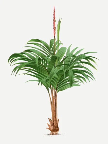 Βοτανική Απεικόνιση Φοίνικα Γεωνόμα Τροπικό Φυτό — Φωτογραφία Αρχείου
