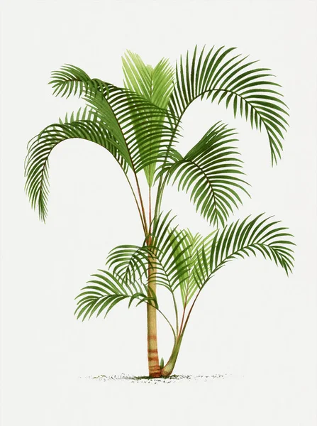 Βοτανική Απεικόνιση Φοίνικα Hyophorbe Τροπικό Φυτό — Φωτογραφία Αρχείου
