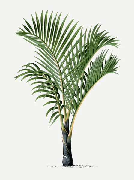 Ilustración Botánica Palmeras Hyophorbe Planta Palma Tropical — Foto de Stock