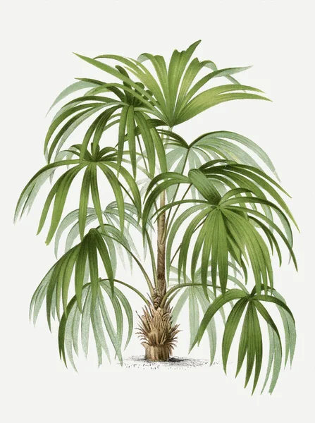 Βοτανική Απεικόνιση Φοίνικα Ακανθορίζα Τροπικό Φυτό — Φωτογραφία Αρχείου
