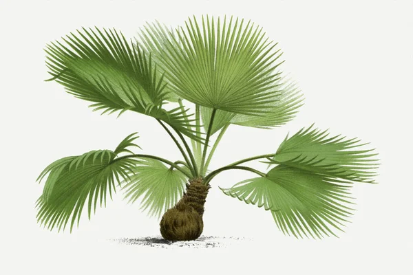 Βοτανική Απεικόνιση Φοίνικα Μπρέα Τροπικό Φυτό — Φωτογραφία Αρχείου