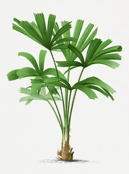 Βοτανική Απεικόνιση Φοίνικα Λικουάλα Τροπικό Φυτό — Φωτογραφία Αρχείου