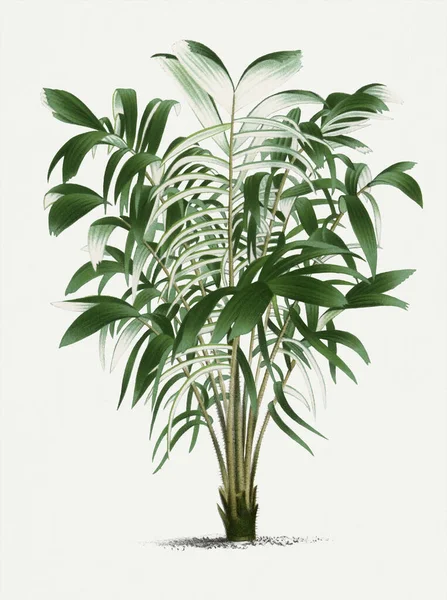 Βοτανική Απεικόνιση Φοίνικα Αστροκάρυουμ Τροπικό Φυτό — Φωτογραφία Αρχείου