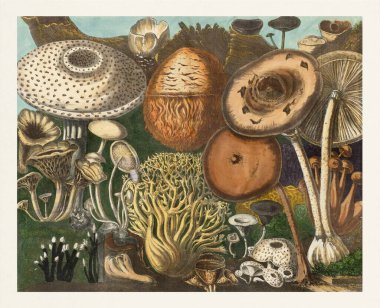 Mantarların botanik çizimi. Ormanda büyüyen mantarlı güzel bir manzara..