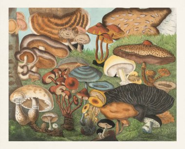 Mantarların botanik çizimi. Ormanda büyüyen mantarlı güzel bir manzara..
