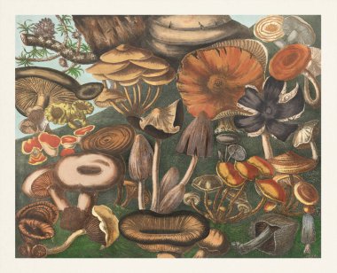 Mantarların botanik çizimi. Ormanda büyüyen mantarlı güzel bir manzara..