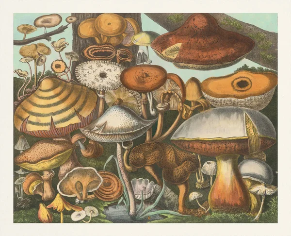 stock image Botanical illustration of mushrooms. Beautiful scene with mushrooms growing in the forest.